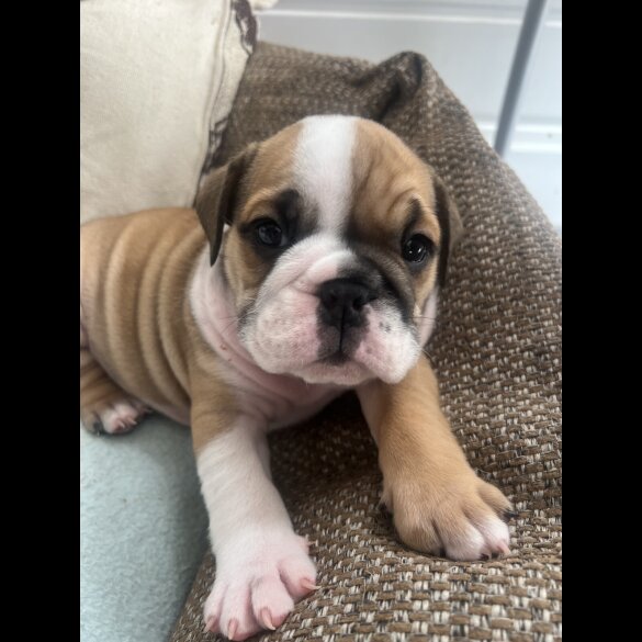 English Bulldog - Both