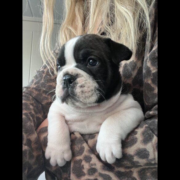 English Bulldog - Both