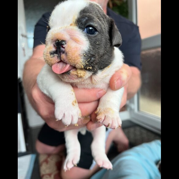 English Bulldog - Both
