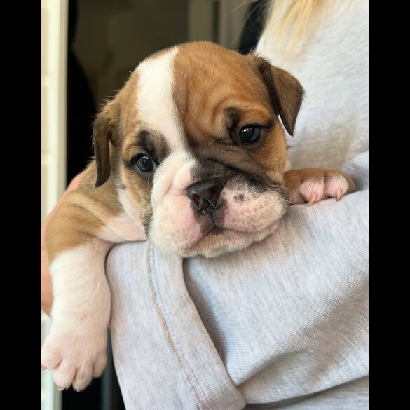 English Bulldog - Both