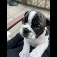 English Bulldog - Both