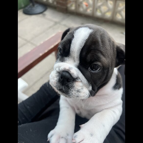 English Bulldog - Both