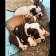 English Bulldog - Both