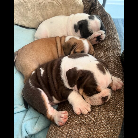 English Bulldog - Both