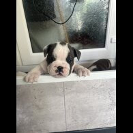 English Bulldog - Both