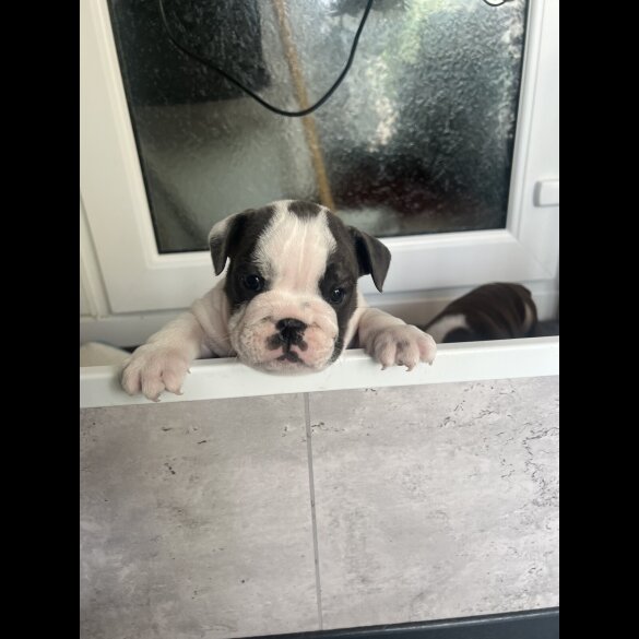 English Bulldog - Both
