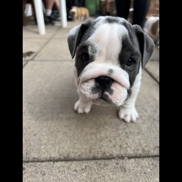 English Bulldog - Both