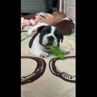 English Bulldog - Both