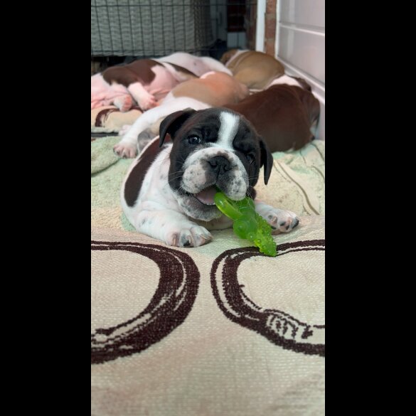 English Bulldog - Both