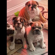 English Bulldog - Both