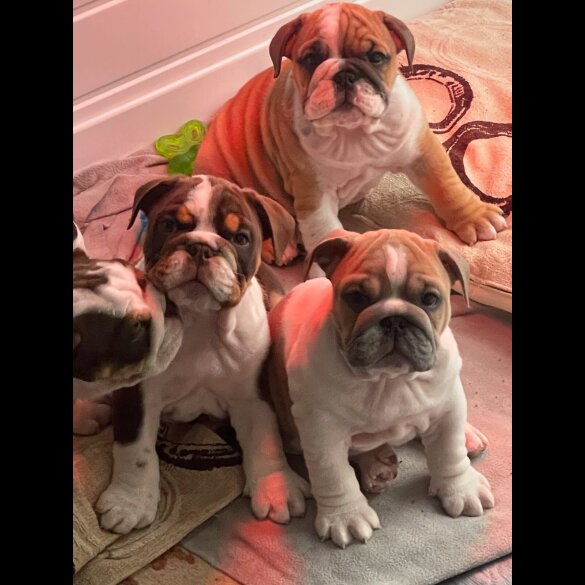 English Bulldog - Both