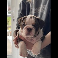 English Bulldog - Both
