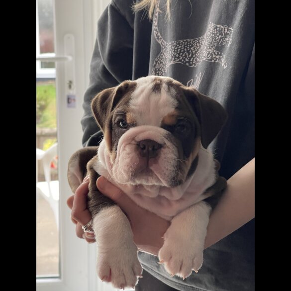 English Bulldog - Both