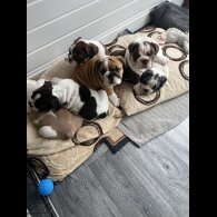 English Bulldog - Both