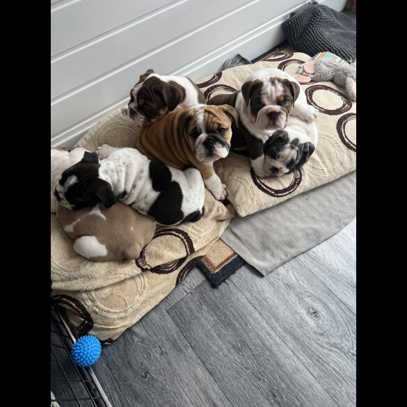 English Bulldog - Both