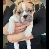English Bulldog - Both