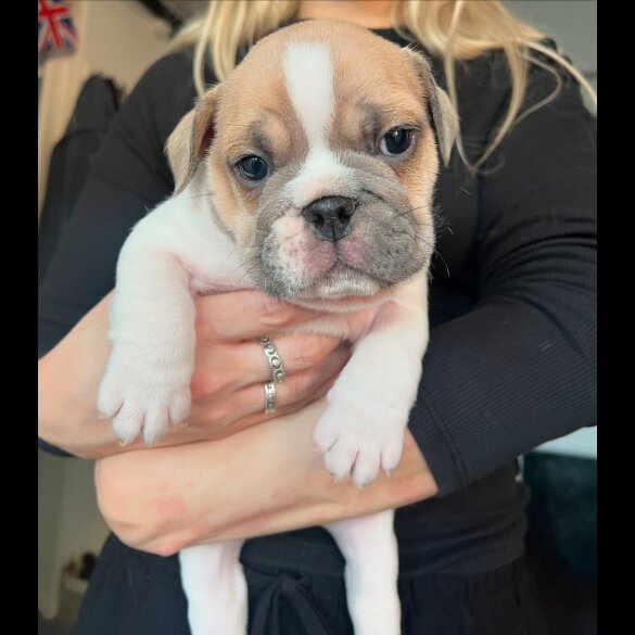 English Bulldog - Both