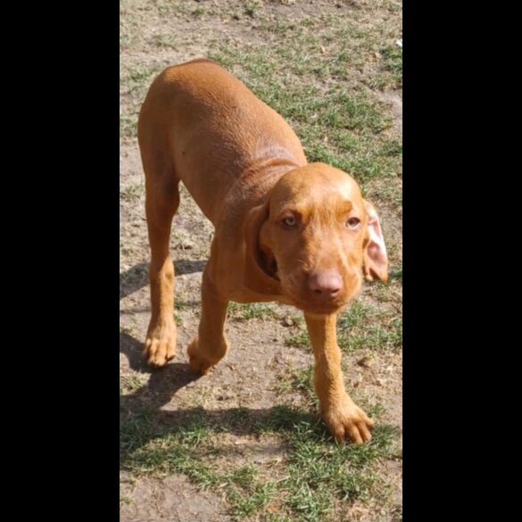 Hungarian Vizsla - Both