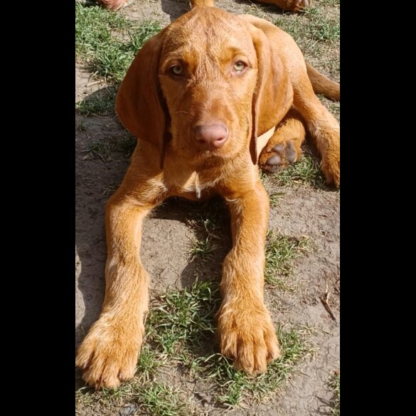 Hungarian Vizsla - Both