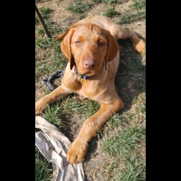Hungarian Vizsla - Both