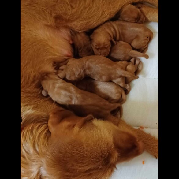 Hungarian Vizsla - Both