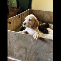 Hungarian Vizsla - Both