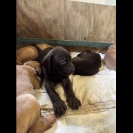 Hungarian Vizsla - Both