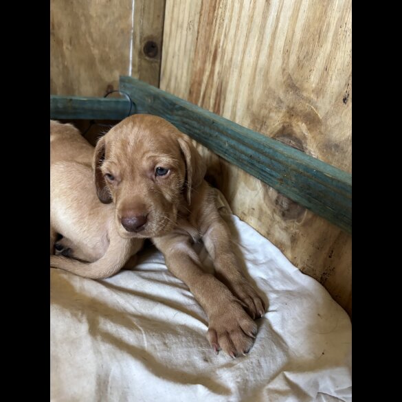 Hungarian Vizsla - Both