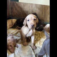 Hungarian Vizsla - Both