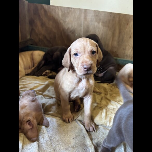 Hungarian Vizsla - Both