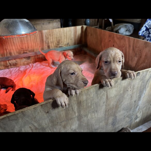 Hungarian Vizsla - Both