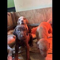 Hungarian Vizsla - Both