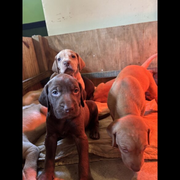 Hungarian Vizsla - Both