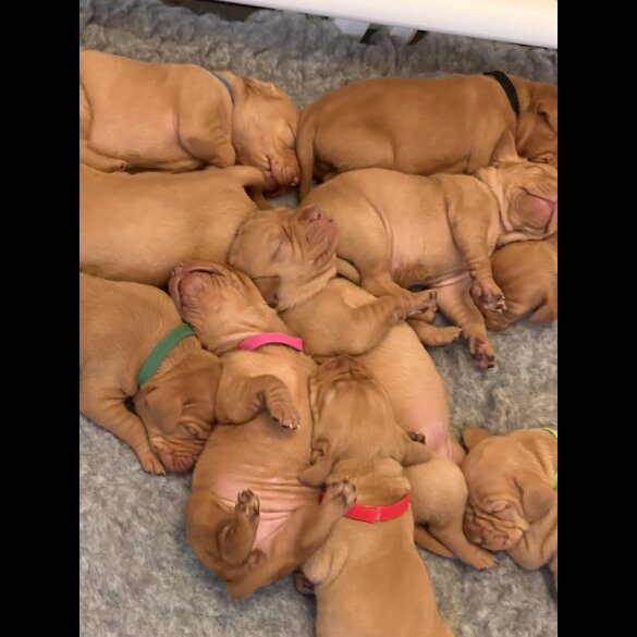 Hungarian Vizsla - Both
