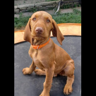 Hungarian Vizsla - Both