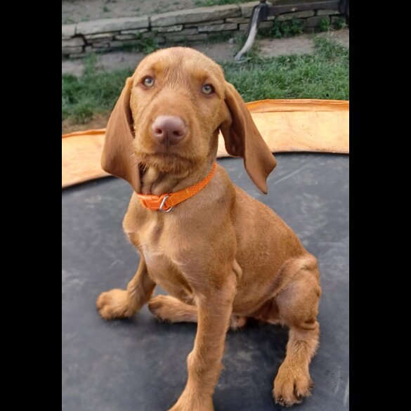 Hungarian Vizsla - Both