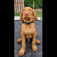 Hungarian Vizsla - Both
