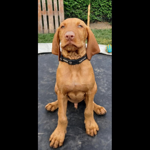 Hungarian Vizsla - Both