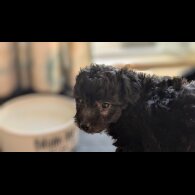Jackapoo - Both