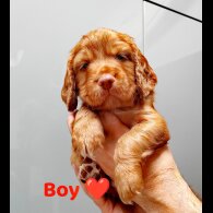 Cocker Spaniel (Working &amp; Show) - Both