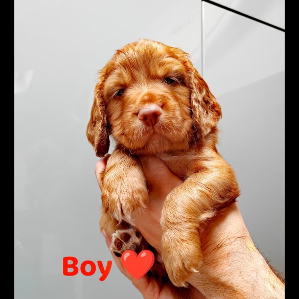 Cocker Spaniel (Working &amp; Show) - Both
