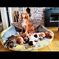 Cocker Spaniel (Working &amp; Show) - Both