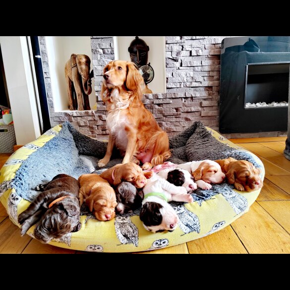 Cocker Spaniel (Working &amp; Show) - Both