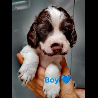 Cocker Spaniel (Working &amp; Show) - Both