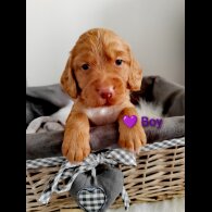 Cocker Spaniel (Working &amp; Show) - Both