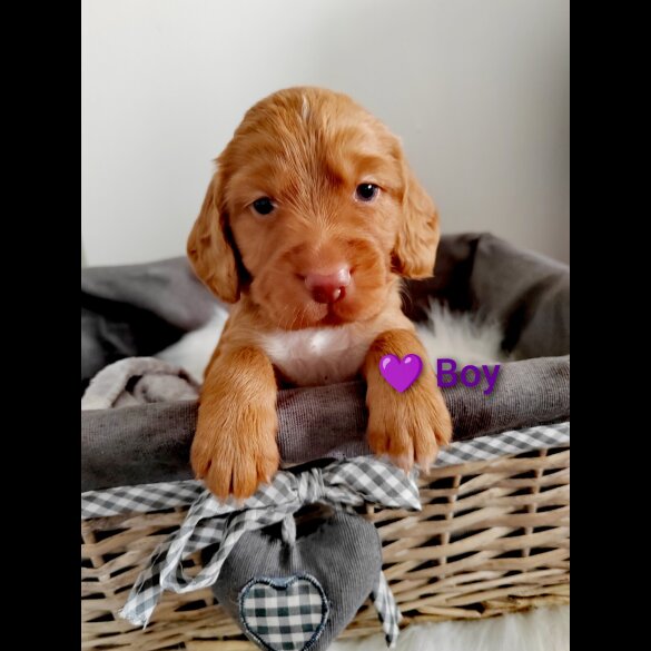 Cocker Spaniel (Working &amp; Show) - Both