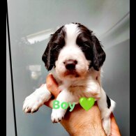 Cocker Spaniel (Working &amp; Show) - Both