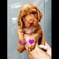 Cocker Spaniel (Working &amp; Show) - Both