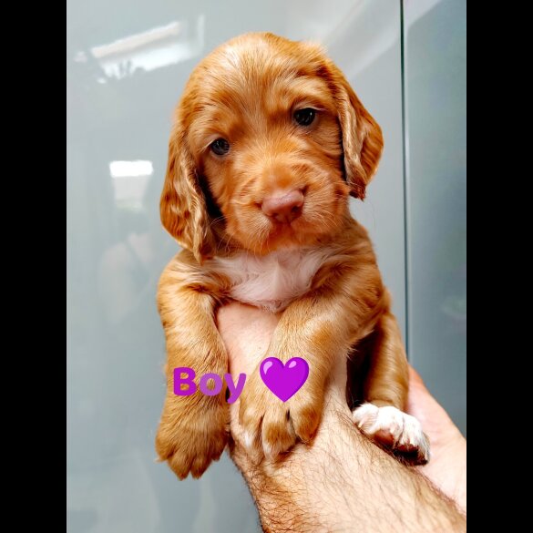 Cocker Spaniel (Working &amp; Show) - Both