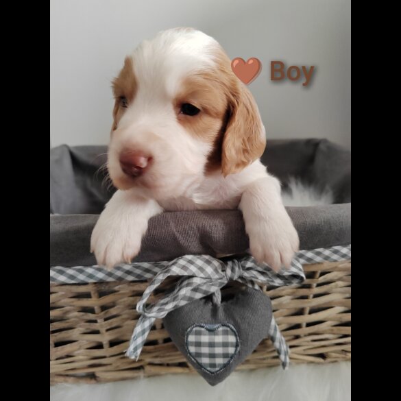 Cocker Spaniel (Working &amp; Show) - Both